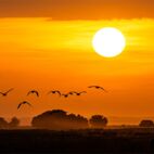 Golden African Sunset With Flock of Birds  - Von adogslifephoto