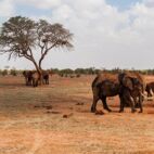 Elephants in Tsavo East National Park, Kenya Von forcdan